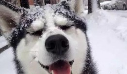 舞帝二哈爆料视频大全最新,揭秘娱乐圈幕后真相